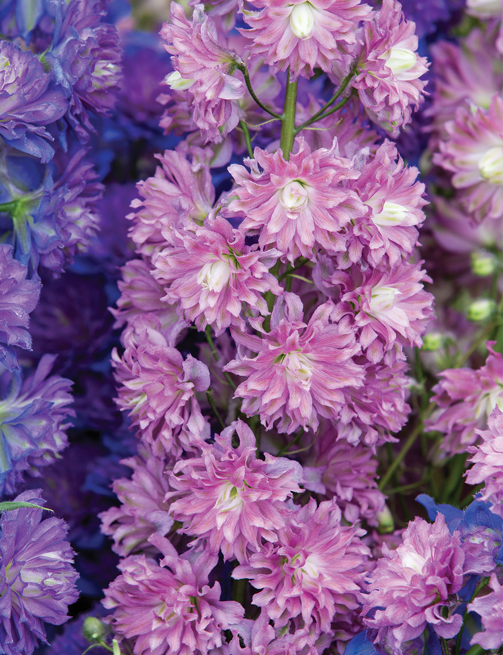 Highlander Delphinium Flamenco