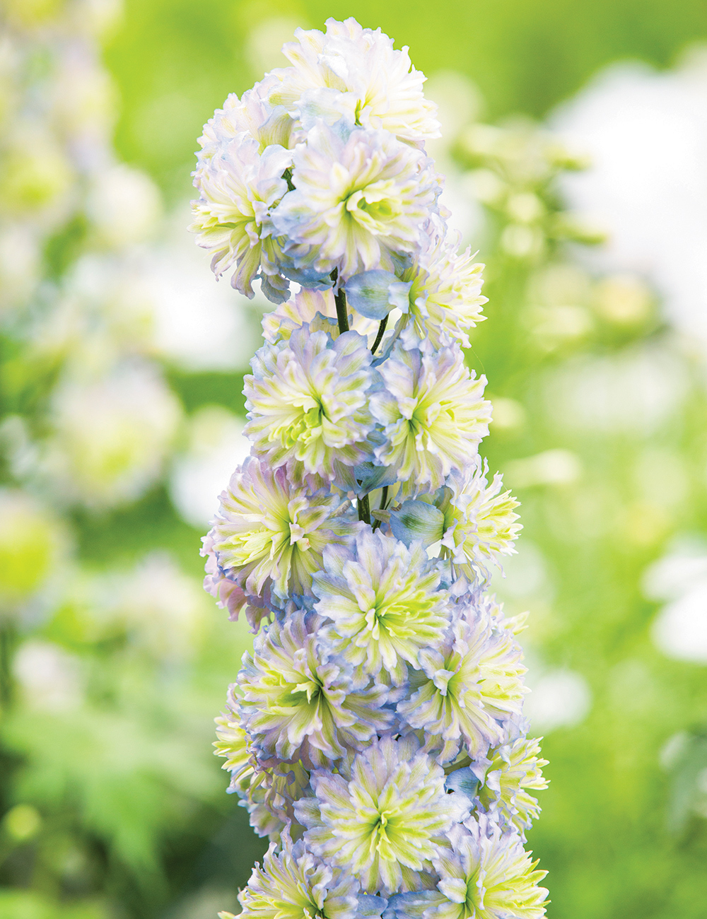 Delphinium Highlander Moonlight