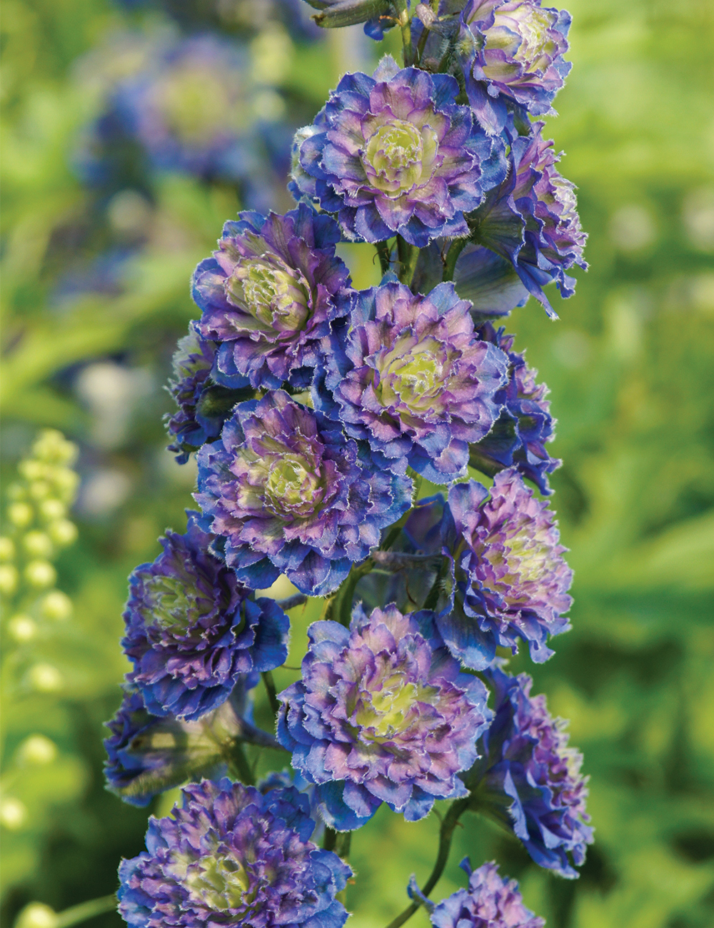 Highlander Delphinium Sweet Sensation