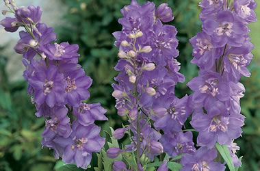 (35B) Delphinium Pacific Giants Astolat