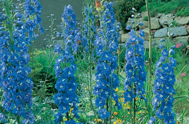 (35B) Delphinium Pacific Giants Blue Bird