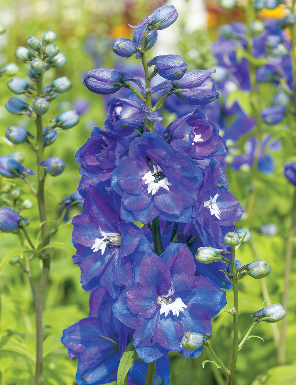 Delphinium 'Guardian Blue'