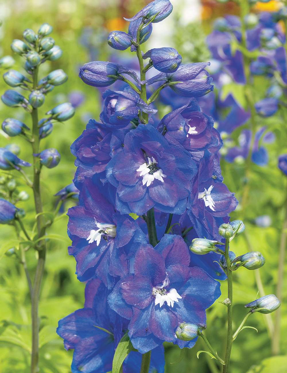 Candle Delphinium 'Guardian Blue'