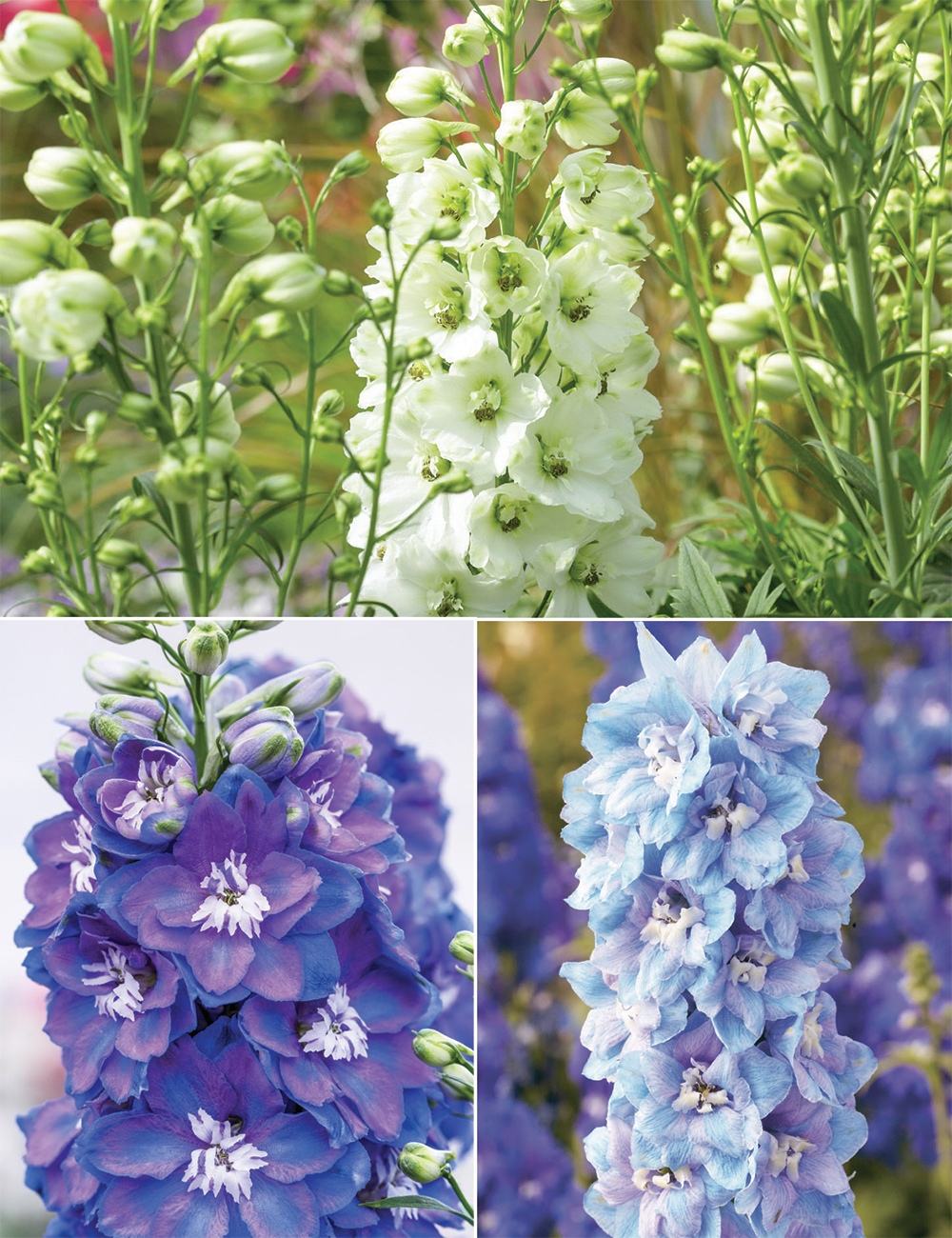 Candle Delphinium (reduced) Collection