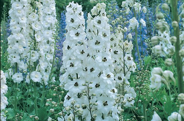 (35B) Delphinium Pacific Giants Galahad