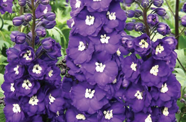 (35C) Delphinium Pacific Giants King Arthur