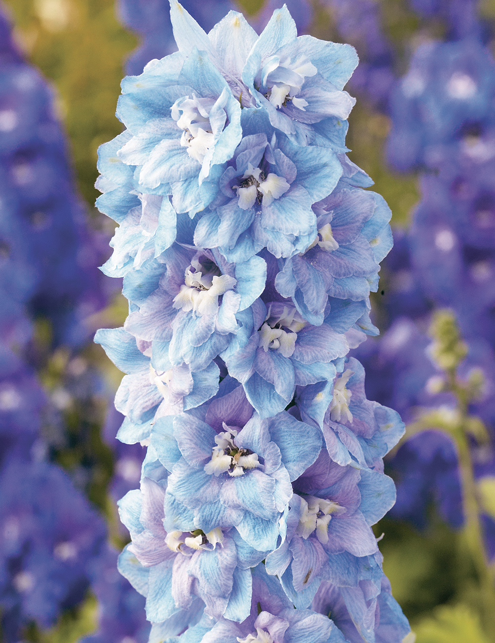 Delphinium 'Guardian Lavender'