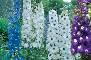 (35C) Delphinium Pacific Giants Mixed