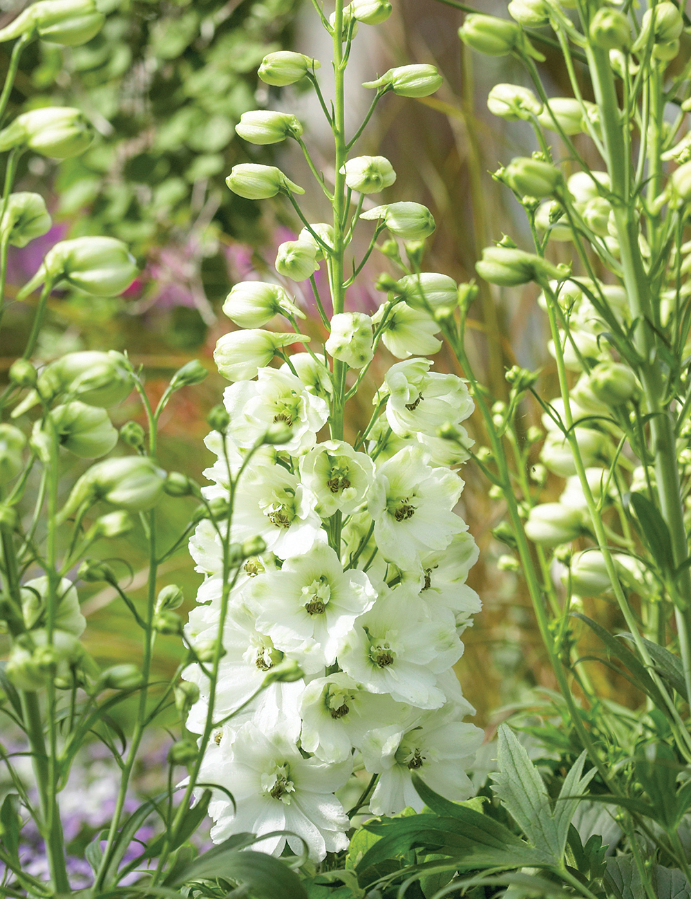 Delphinium 'Guardian White'