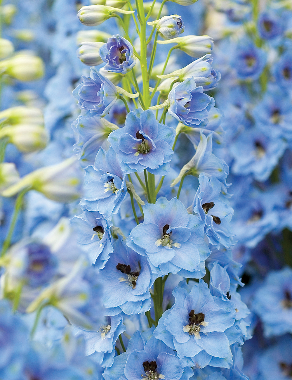 Delphinium Sherwood Series Sky Blue