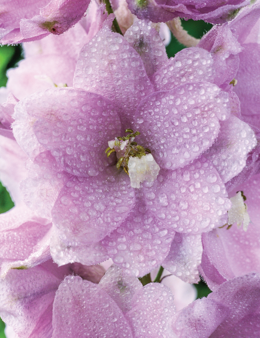 Delphinium Sherwood Series Cherry Blossom