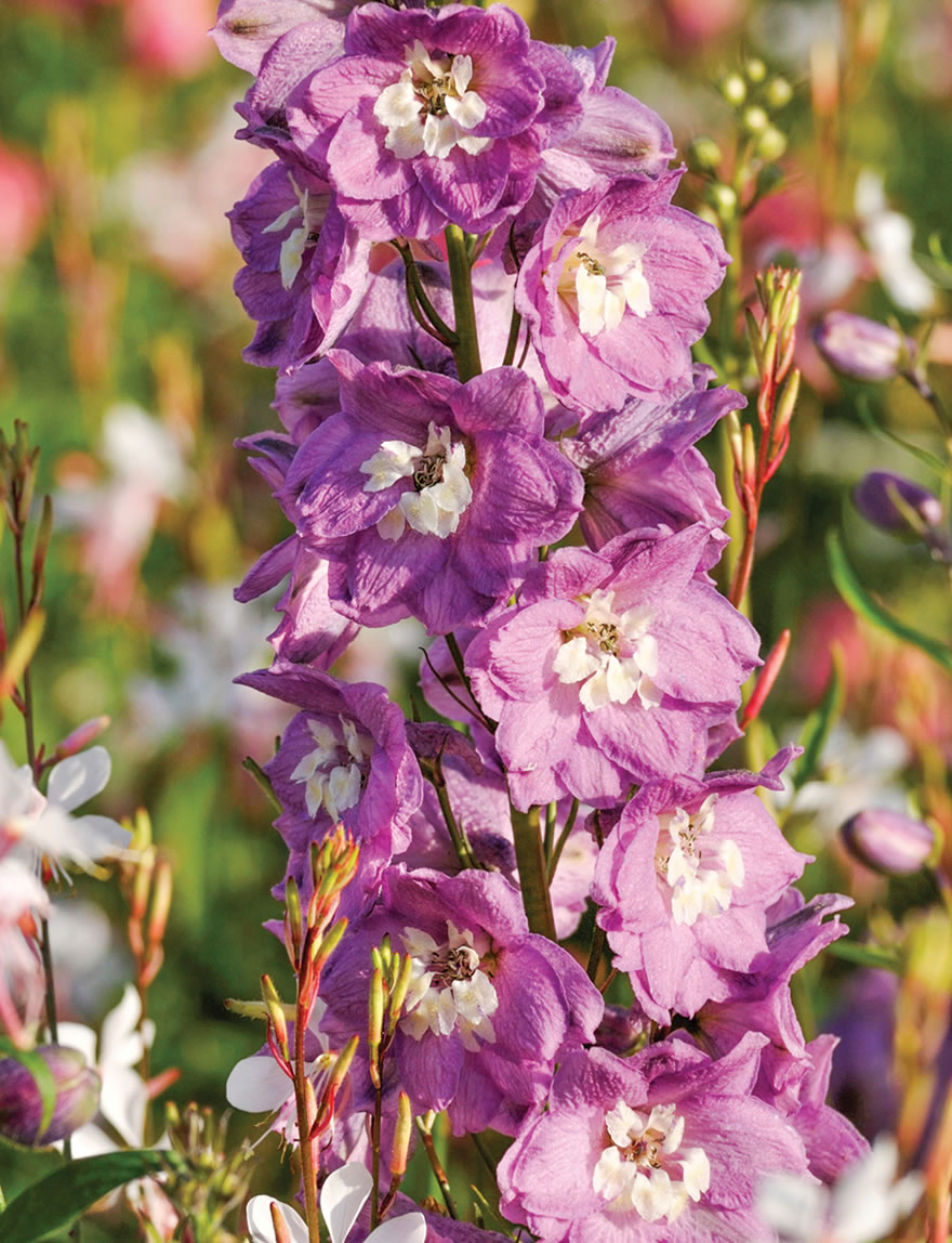 Delphinium Sherwood Series Lilac and White