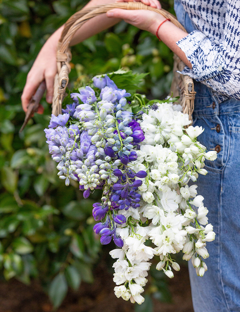 Delphinium Sherwood Series Mixed