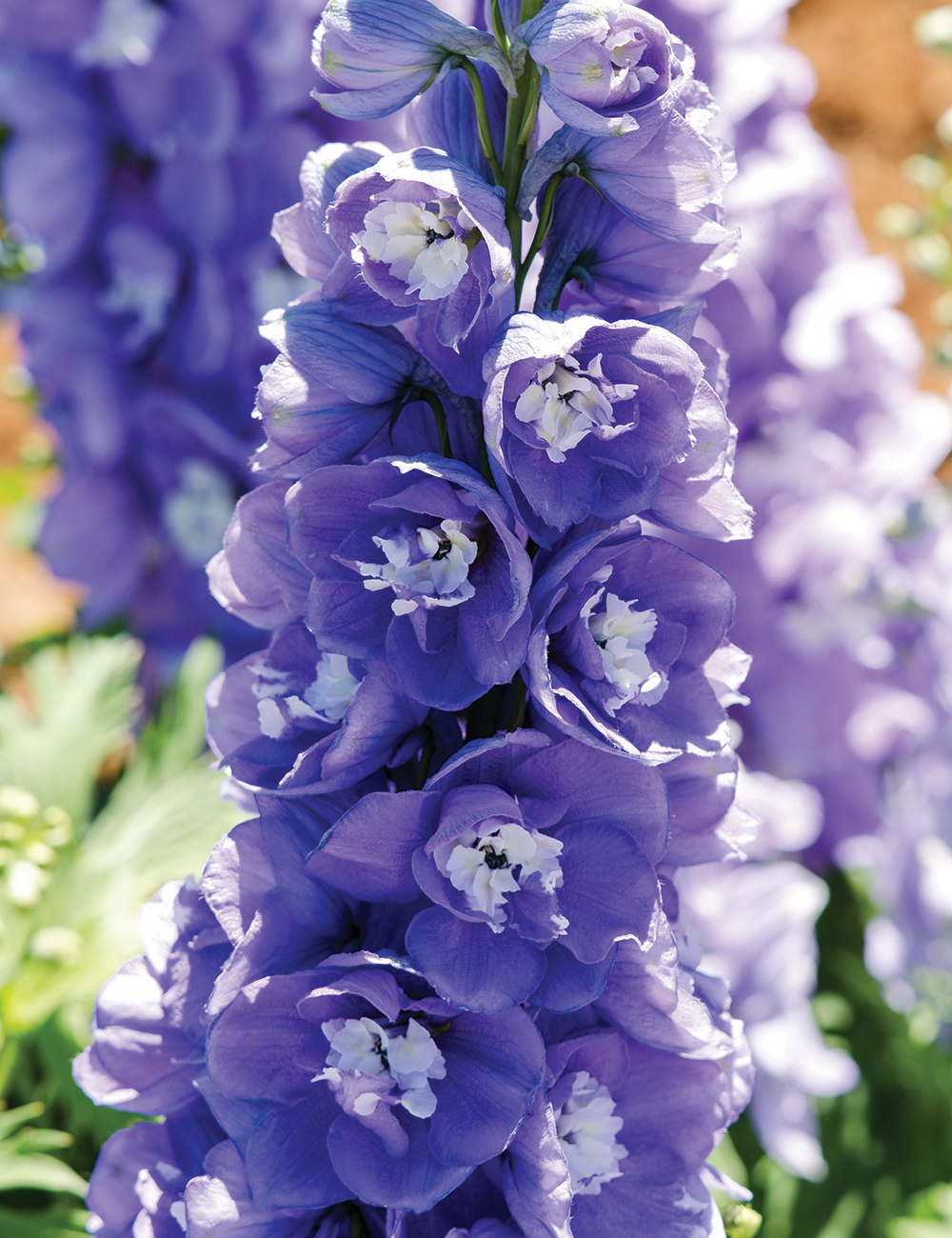 Delphinium Sherwood Series Dark Blue