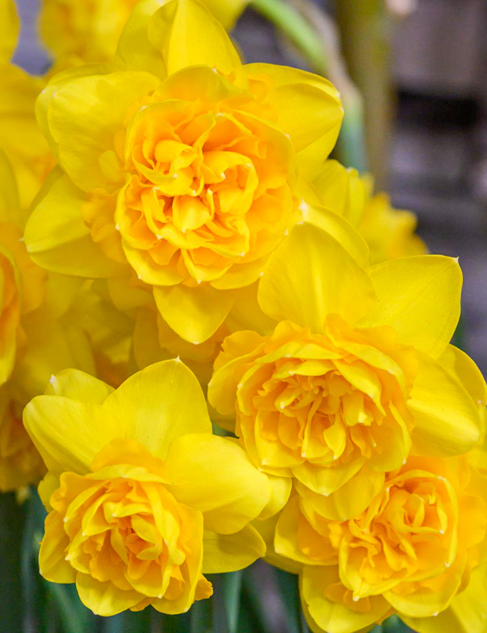 Double Daffodil 'Heamoor'