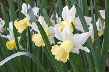 Miniature Daffodil February Silver