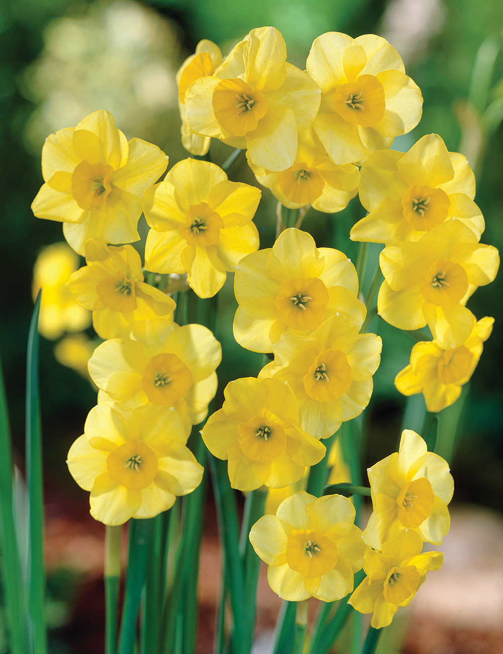 Miniature Daffodils 'Kokopelli'