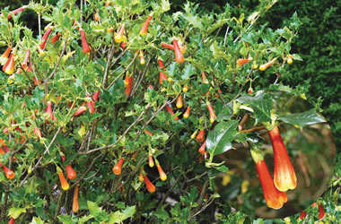 Chilean Holly