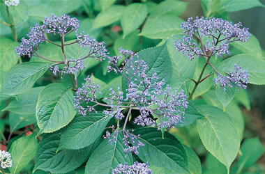 Evergreen Hydrangea Blue Sapphire