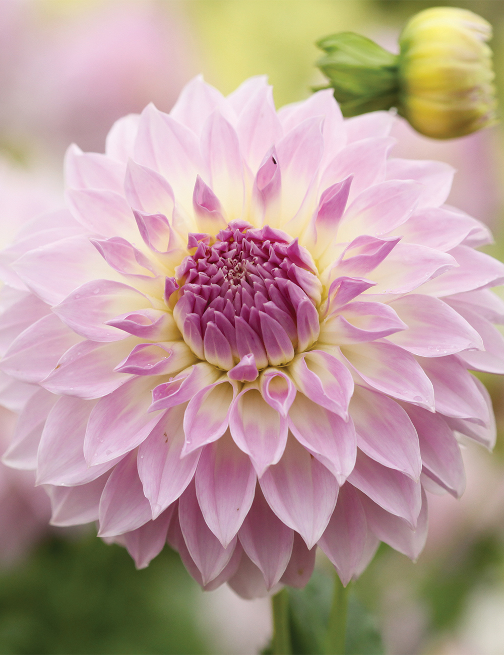 Dahlia 'Anne's Delight'