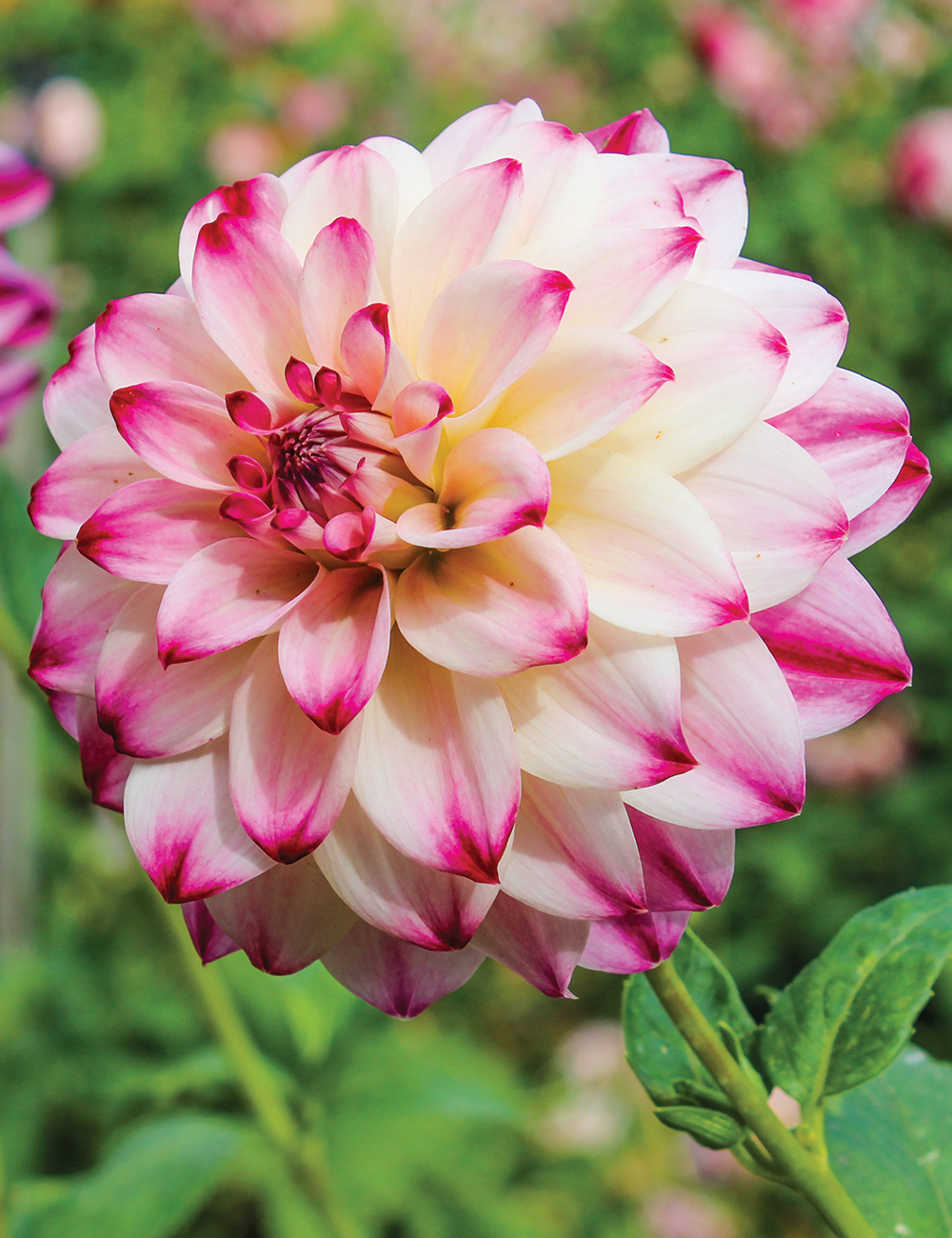 Dahlia 'Atlantic Jewels'