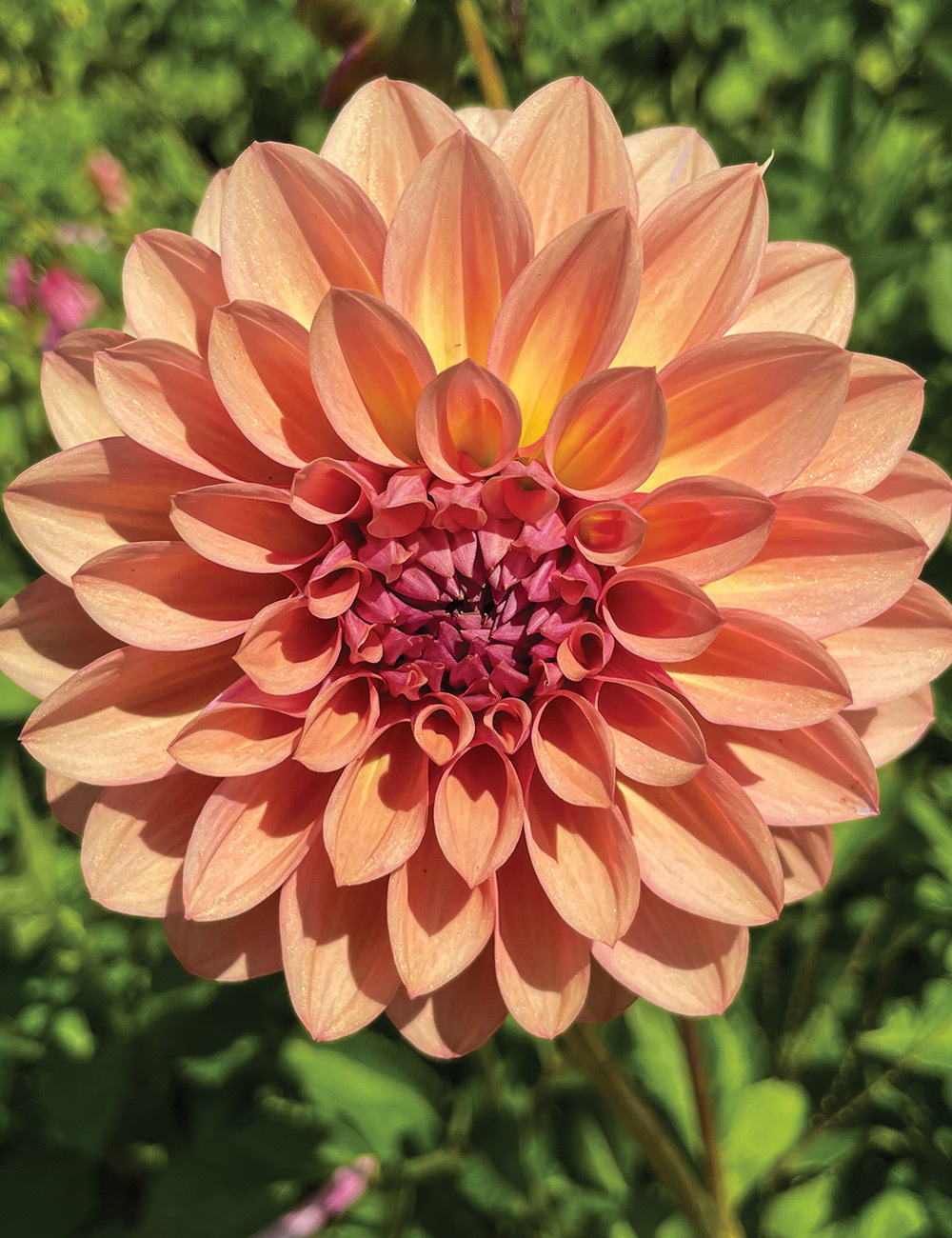 Dahlia 'Bracken Accord'