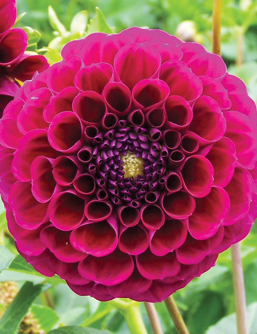 Dahlia 'Burgundy Ball'