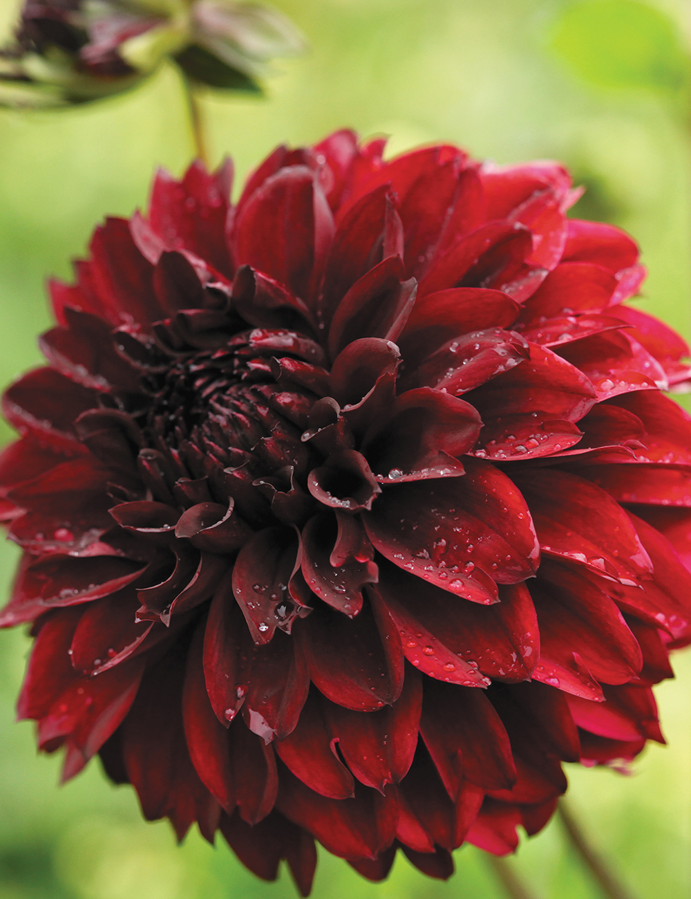 Dahlia 'Black Embers'