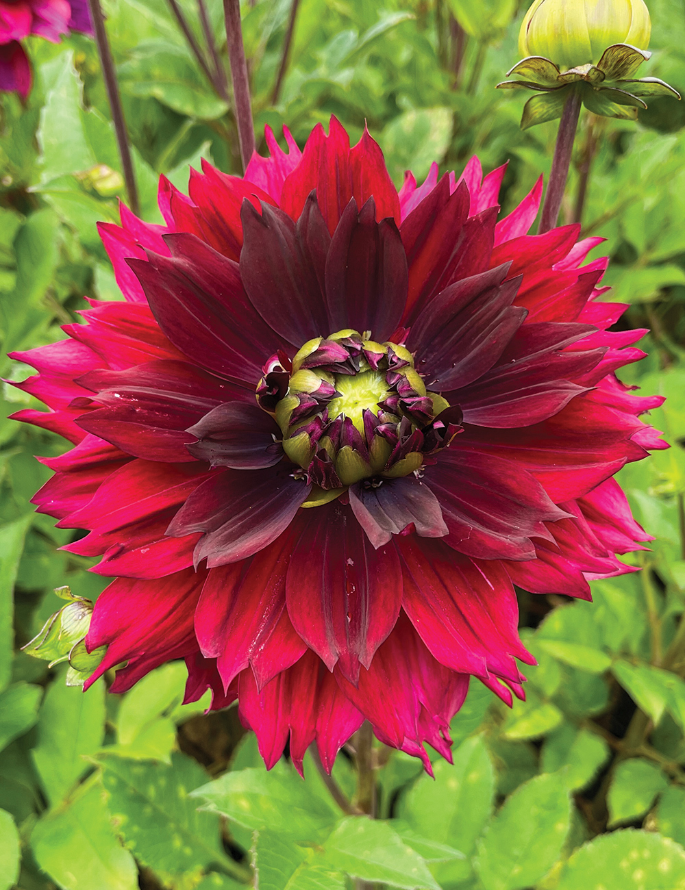 Dahlia 'Black Heart'