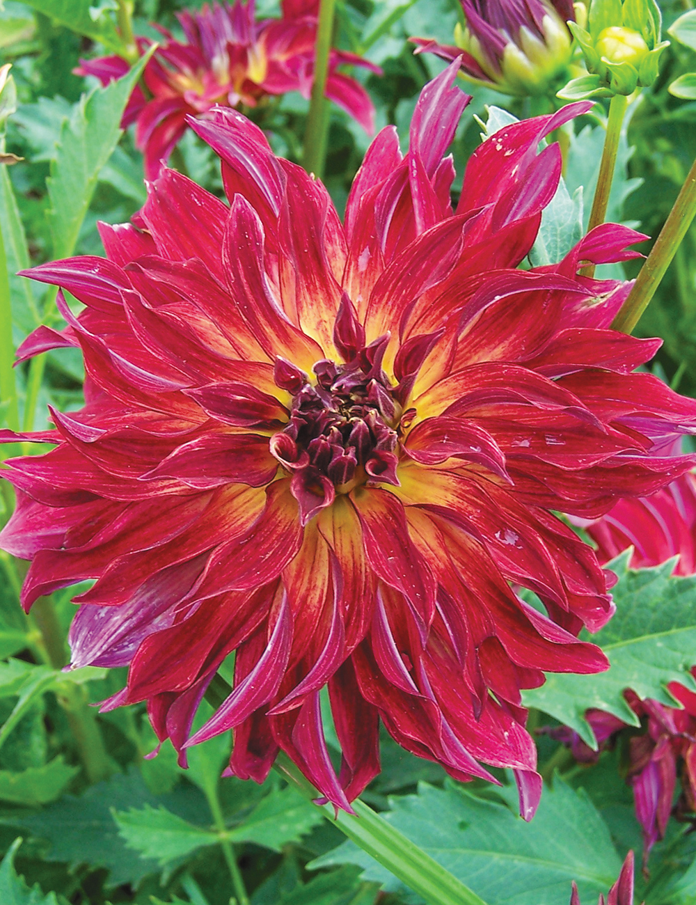 Dahlia 'Bangkok'