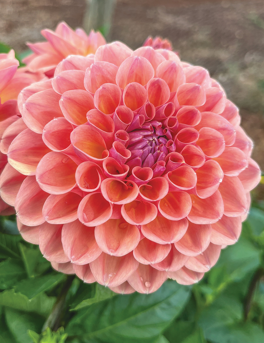 Dahlia 'Breannon'