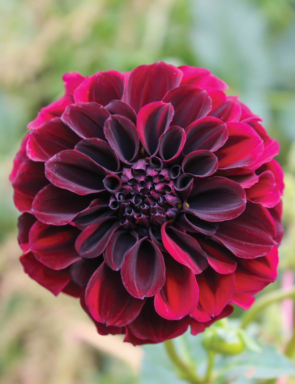 Dahlias Black Prince