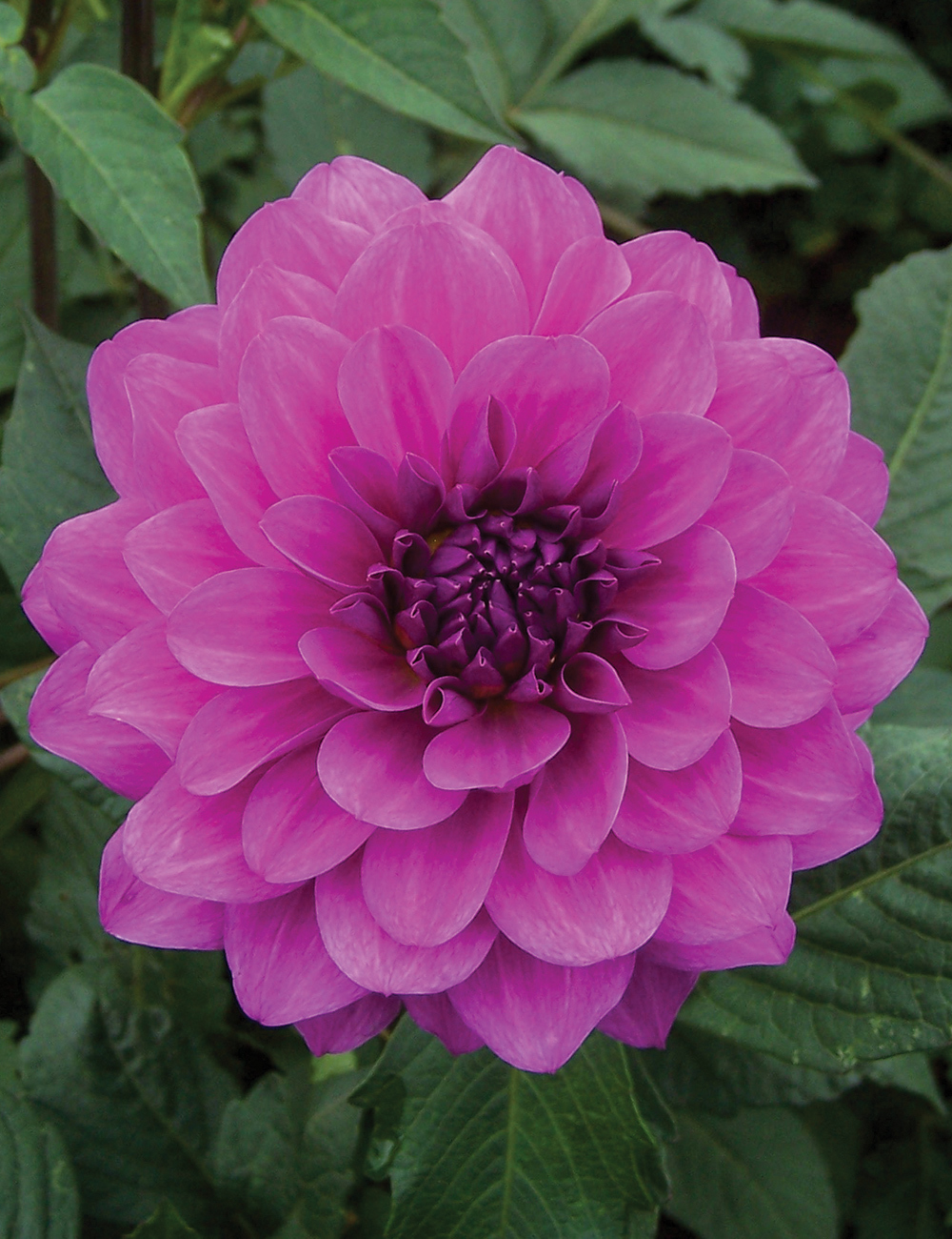 Dahlia 'Bridie Rose'