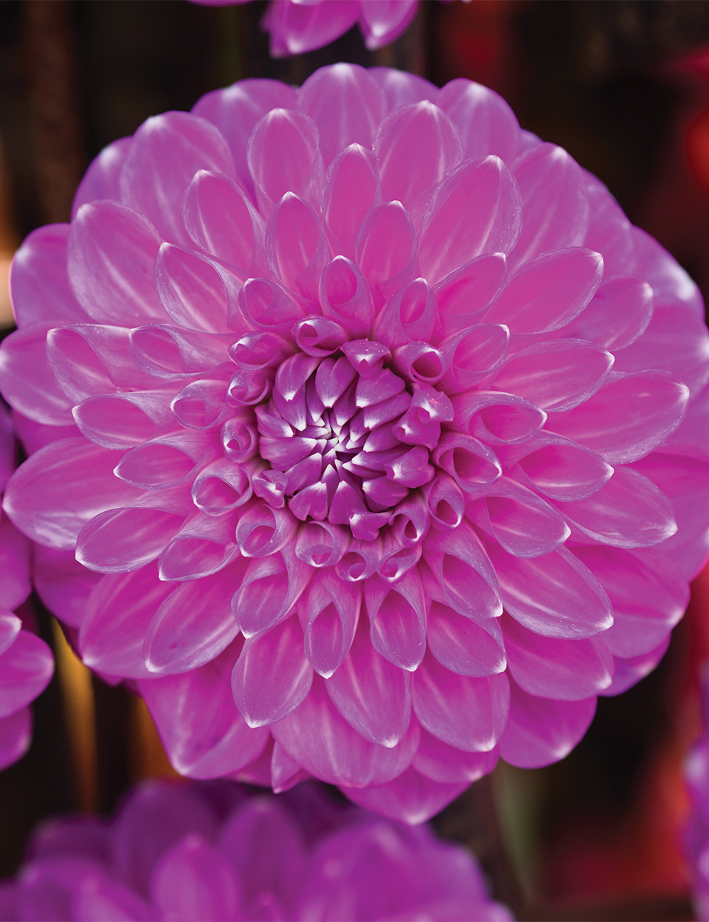 Dahlia 'Cupid'