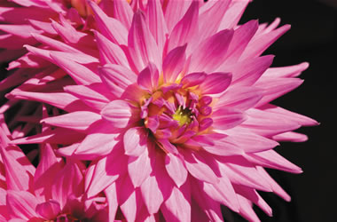 Decorative Dahlia Cara's Heart