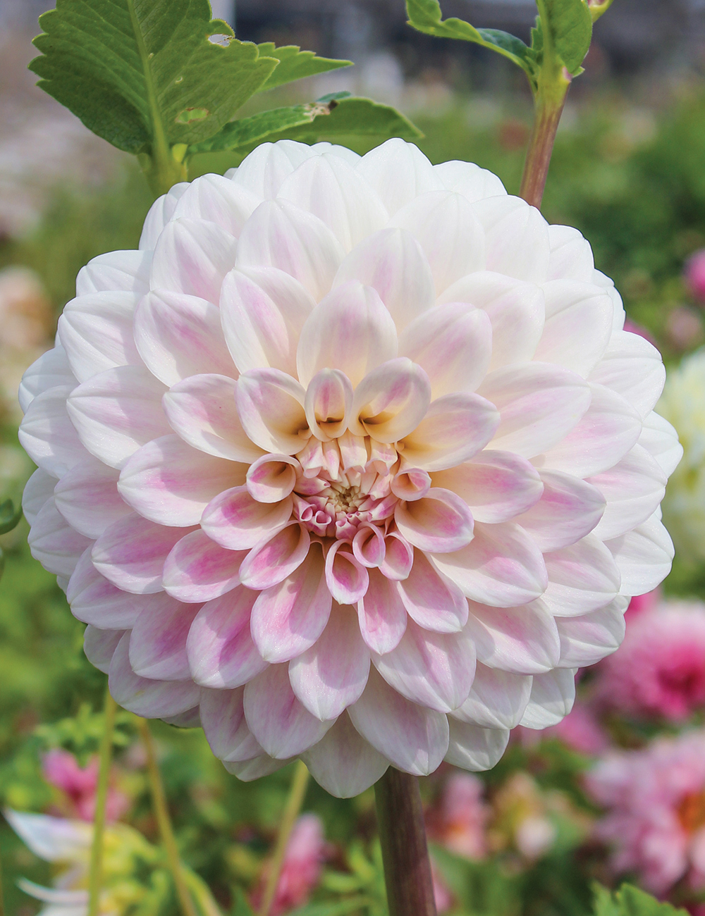 Dahlia 'Cinderella'