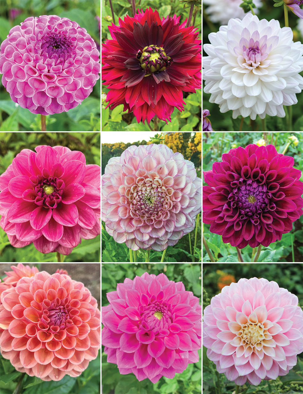 Dahlia 'A Time for Romance' (reduced) Collection