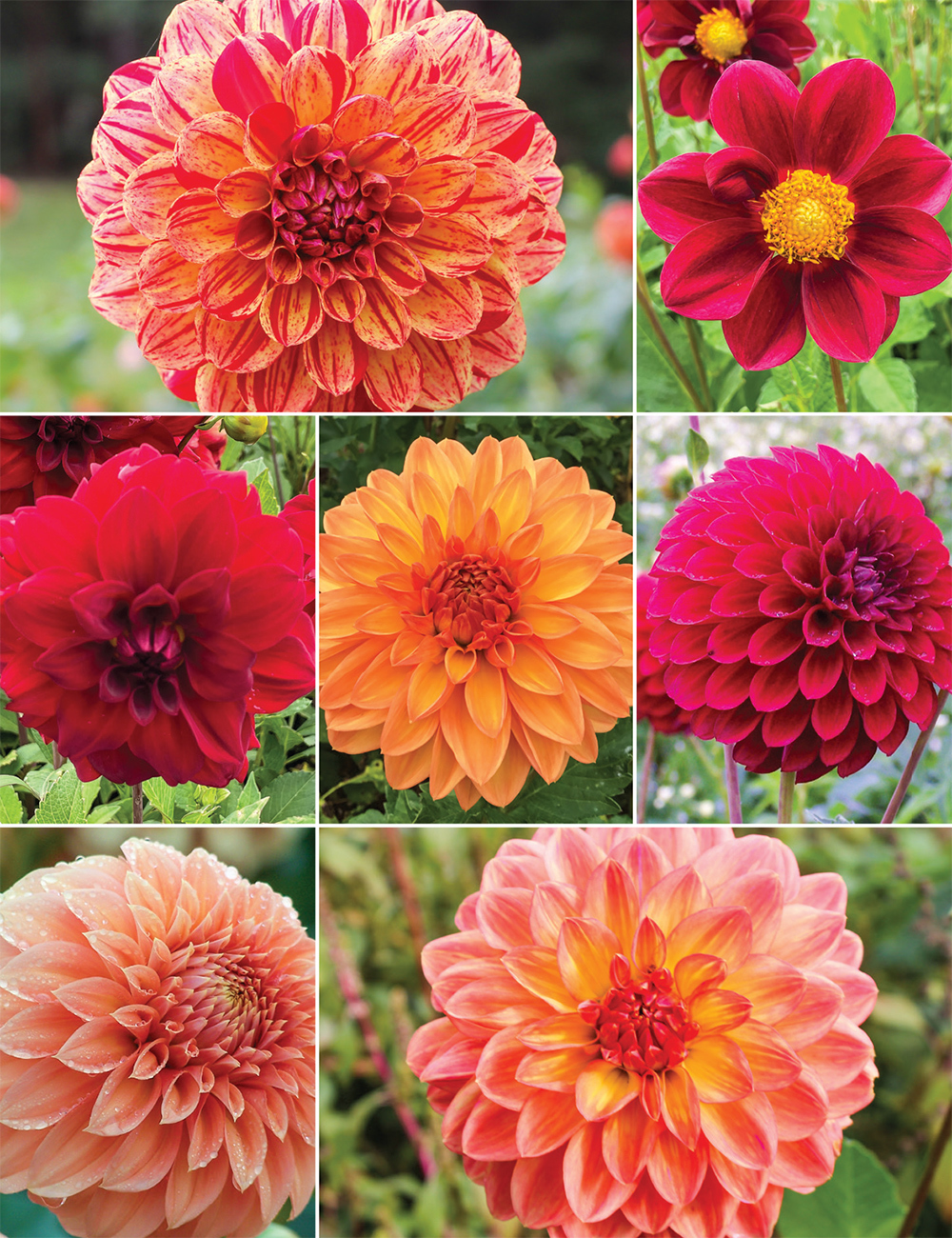 Cool Tone Dahlias Collection