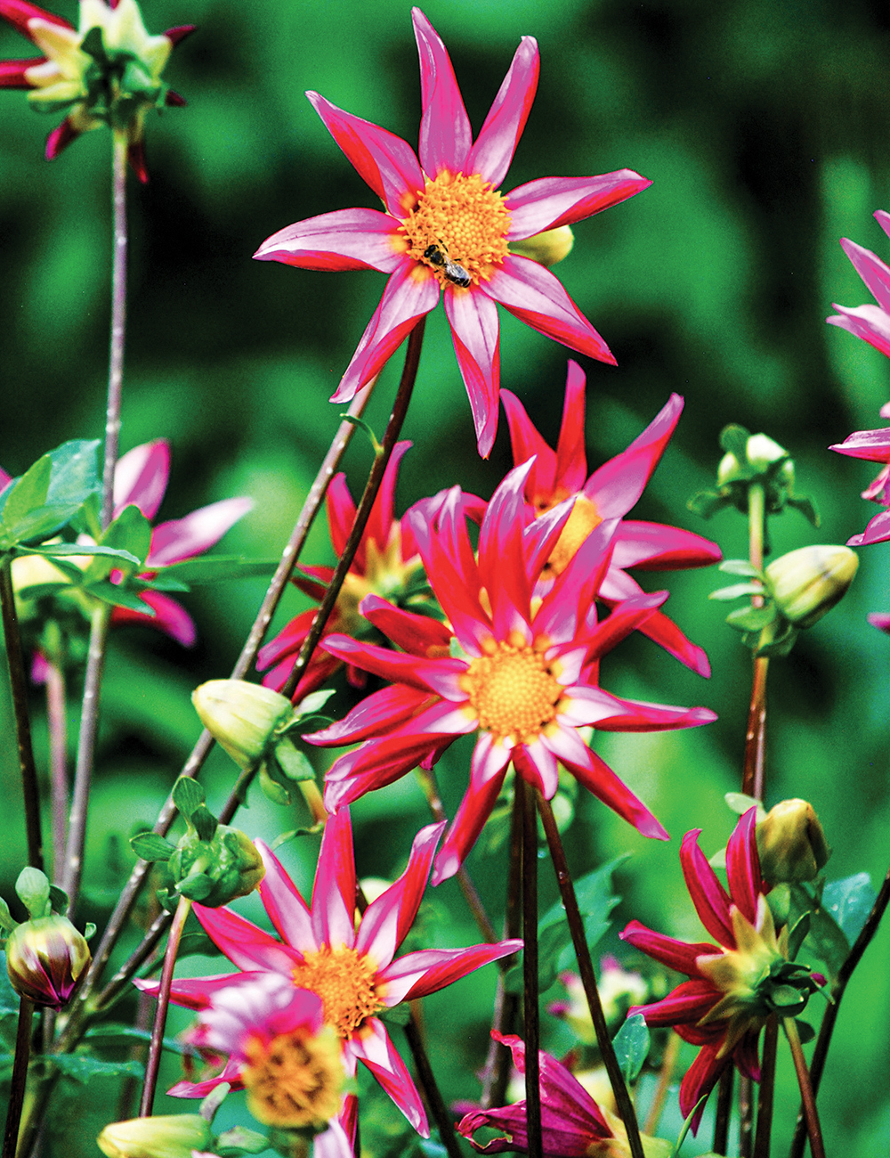 Dahlias Christie Starlet