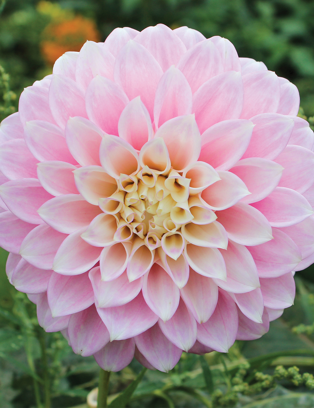 Dahlia 'Devon Seattle'