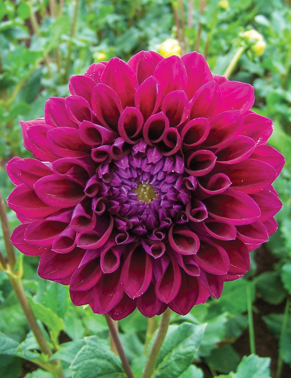 Dahlia Formby Empress