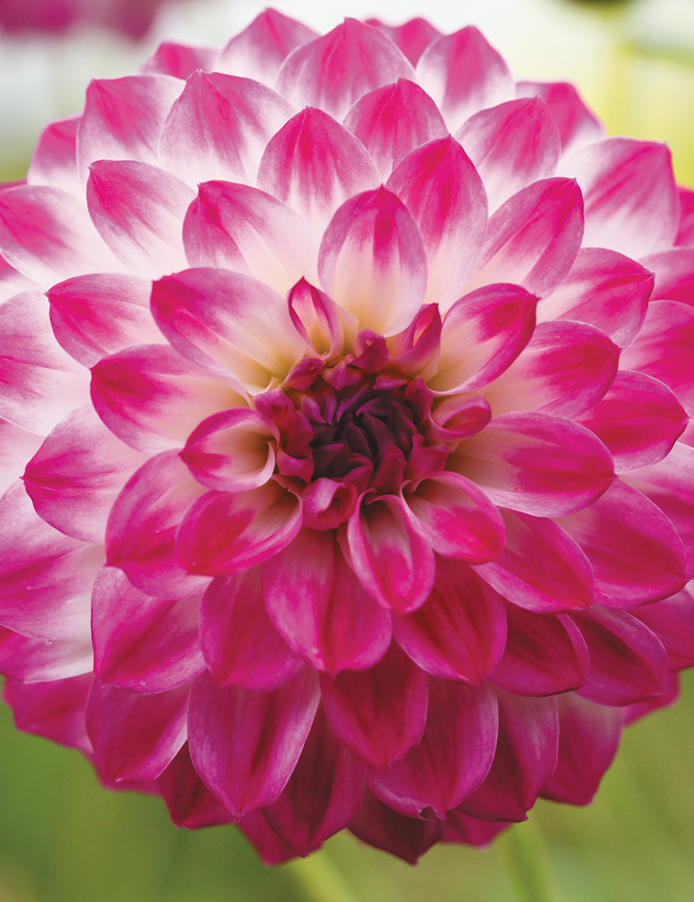 Dahlia Gambier Jane