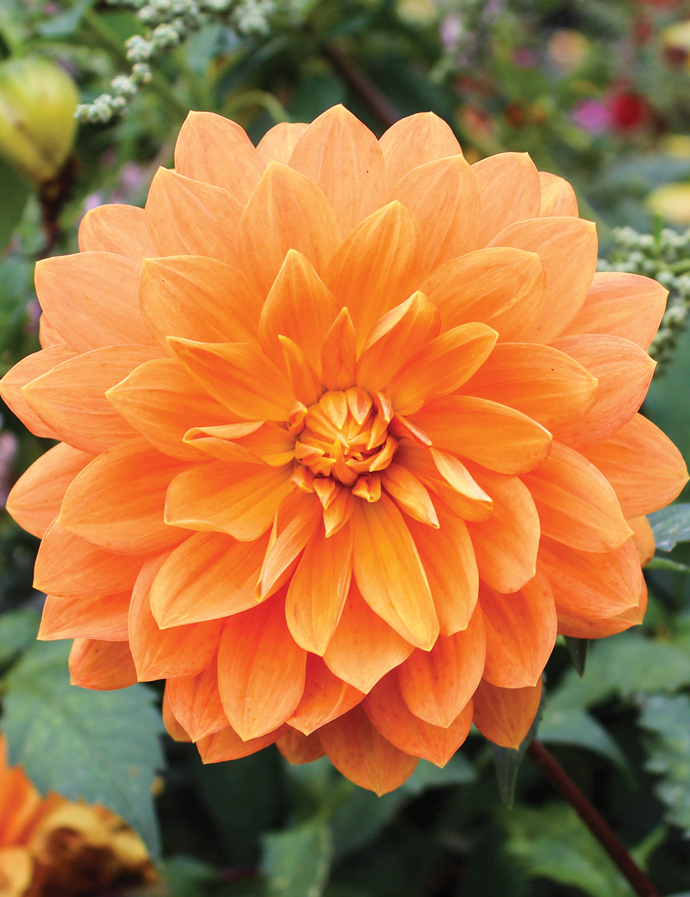 Dahlia 'Gold Nugget'