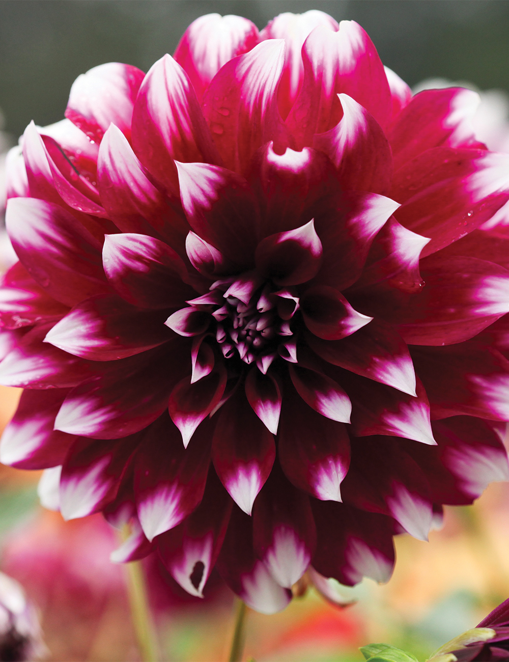 Dahlia Helena