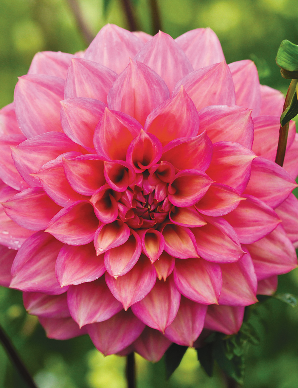 Dahlia Juliette