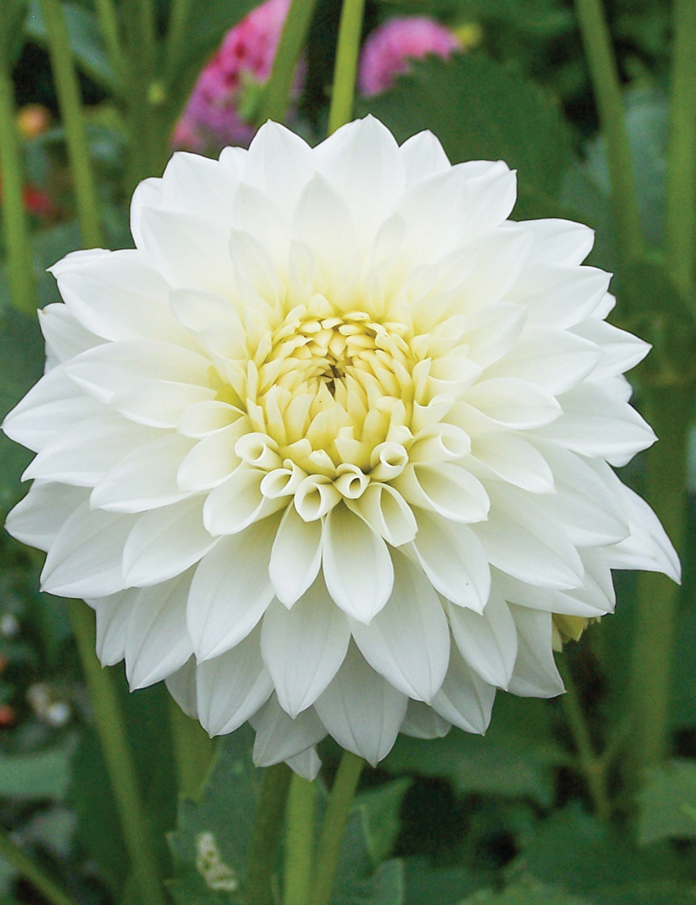 Dahlia 'Kari'