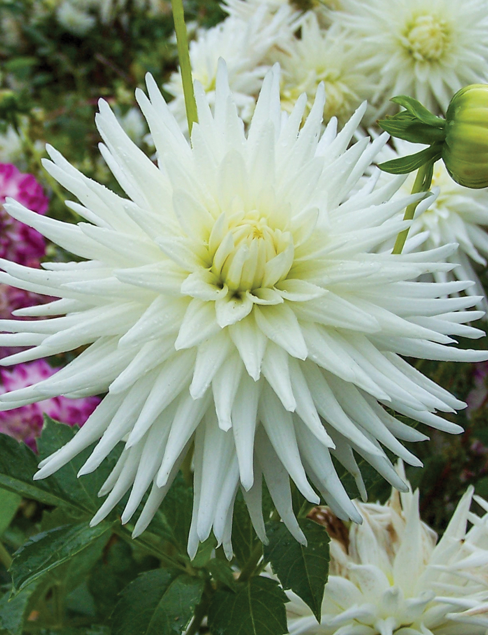 Delbard Dahlia 'Mont Blanc'