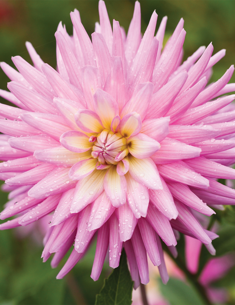 Dahlia 'Mariner'