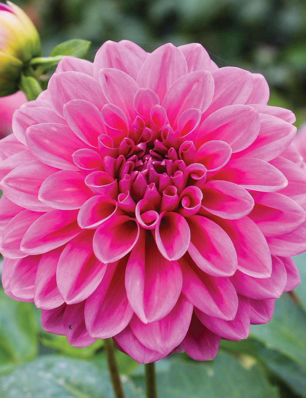 Dahlia 'Pink Show'