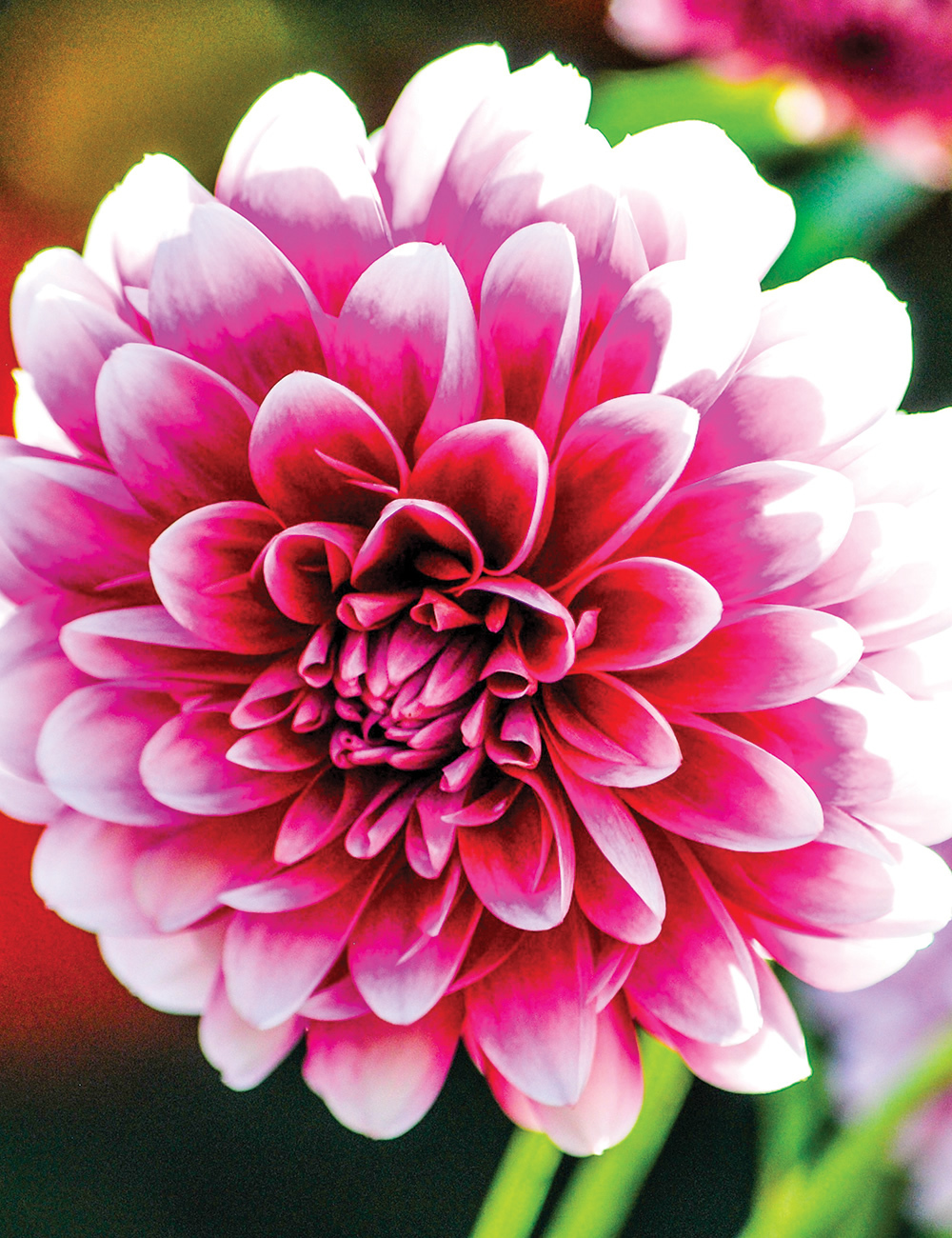 Dahlias Purple Delight